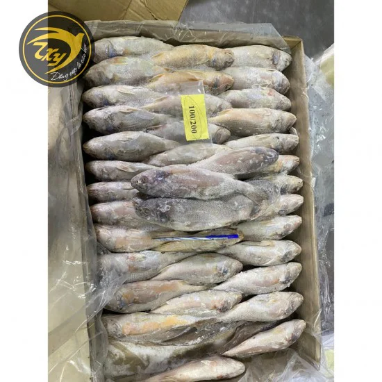 Cá đù đông lạnh Cá đù đông lạnh