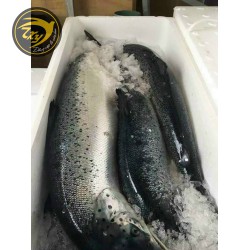 Cá Hồi Nguyên Con (Khoảng 6-7 kg)