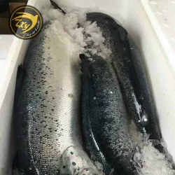 Cá Hồi Nguyên Con (Khoảng 6-7 kg)