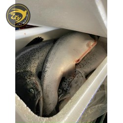 Cá Hồi Nguyên Con (Khoảng 6-7 kg)