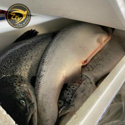 Cá Hồi Nguyên Con (Khoảng 6-7 kg)