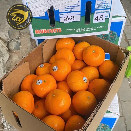Quýt Úc 1kg Quýt Úc 1kg