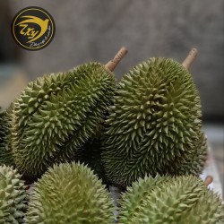 Sáu hữu nguyên trái Sáu hữu nguyên trái