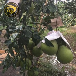 Bưởi da xanh Bưởi da xanh