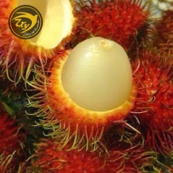 Chôm chôm Thái Chôm chôm Thái