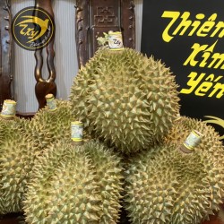 Sữa vàng hạt lép Sữa vàng hạt lép