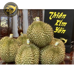 Sữa vàng hạt lép